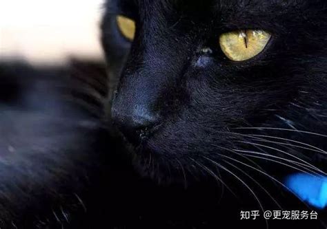 黑猫辟邪|什么是玄猫，什么样的人适合养玄猫，有什么禁忌吗？。